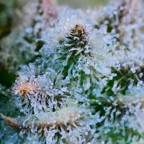 HGVA growlog photo: Close up with the wifiscope