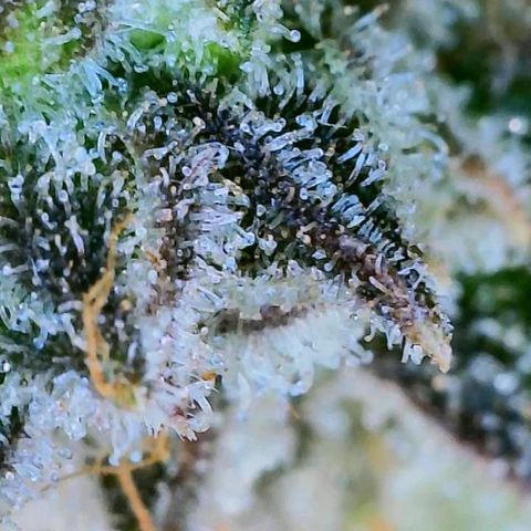 HGVA growlog photo: Close up with the wifiscope