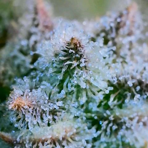 HGVA growlog photo: Close up with the wifiscope