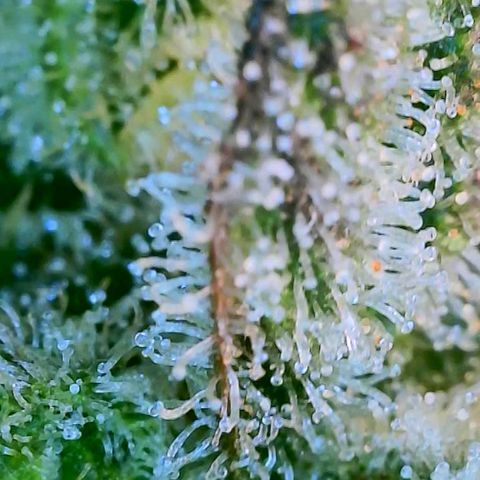 HGVA growlog photo: Close up with the wifiscope