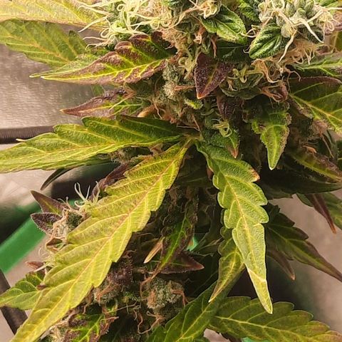 Auto Northern Lights growlog timeline photo