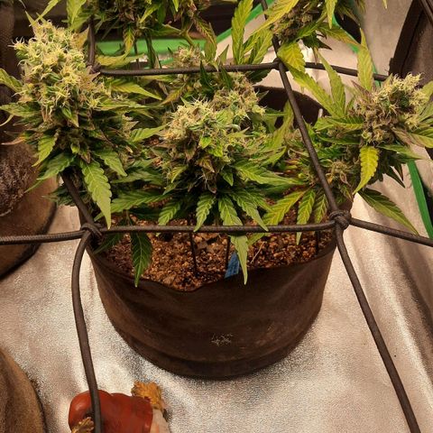 Auto Northern Lights growlog timeline photo