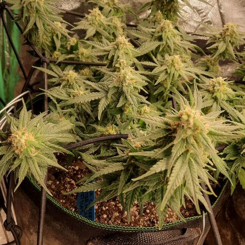 Watermelon Zkittlez growlog timeline photo