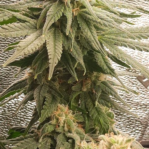 Watermelon Zkittlez growlog timeline photo