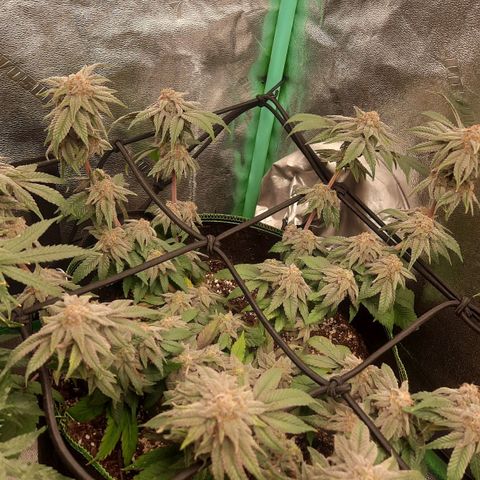 Kool Aid growlog timeline photo