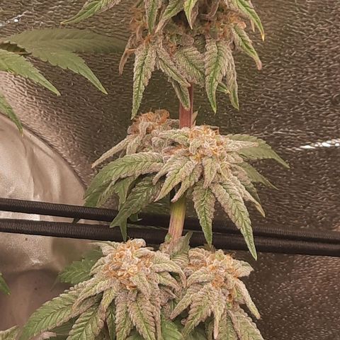 Kool Aid growlog timeline photo