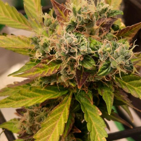 Auto Northern Lights growlog timeline photo