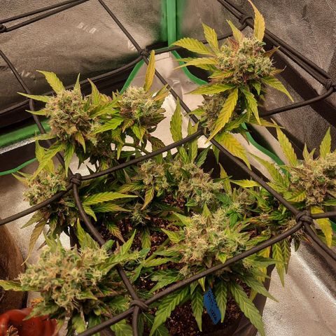 Auto Northern Lights growlog timeline photo