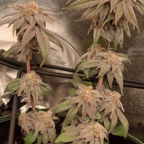 Kool Aid growlog timeline photo