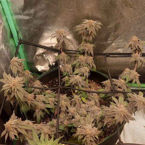 Kool Aid growlog timeline photo