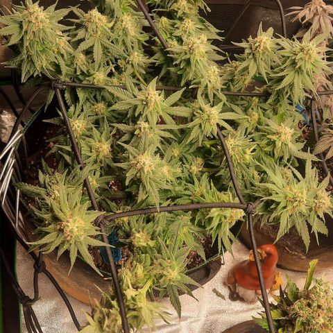 Watermelon Zkittlez growlog timeline photo