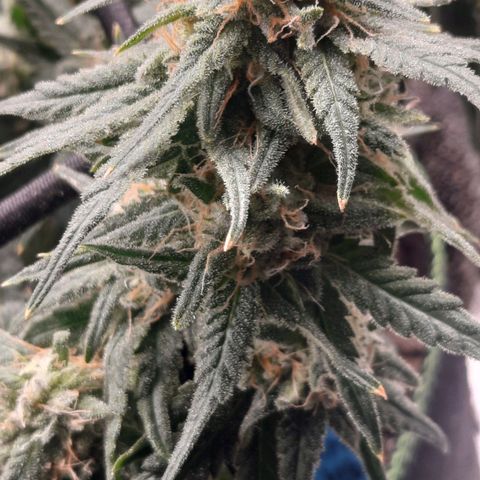 Watermelon Zkittlez growlog timeline photo