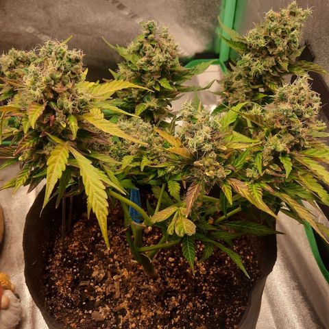 Auto Northern Lights growlog timeline photo