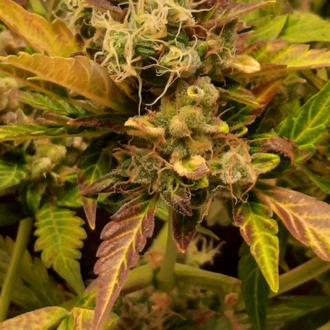 Auto Northern Lights growlog timeline photo