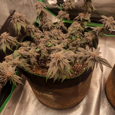 Kool Aid growlog timeline photo