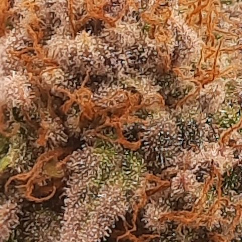 Kool Aid growlog timeline photo