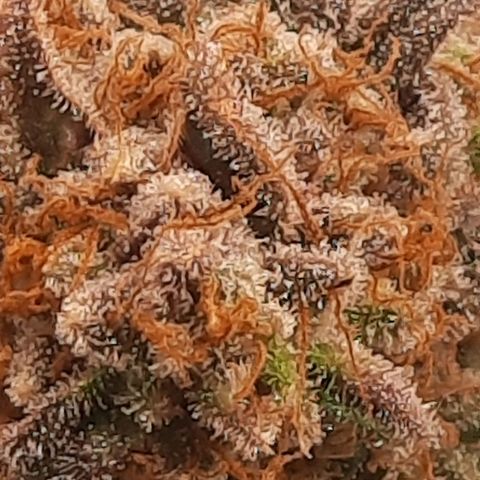 Kool Aid growlog timeline photo