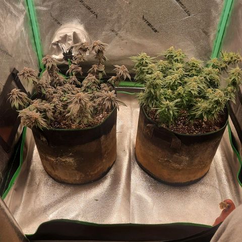 Kool Aid growlog timeline photo