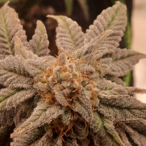 Kool Aid growlog timeline photo