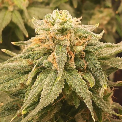 Watermelon Zkittlez growlog timeline photo