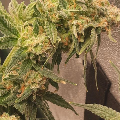 Watermelon Zkittlez growlog timeline photo