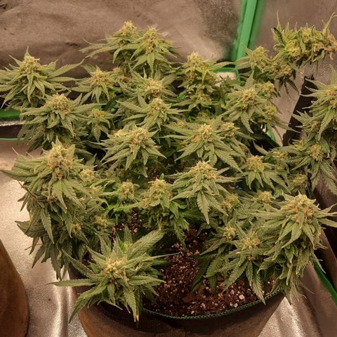 Watermelon Zkittlez growlog timeline photo
