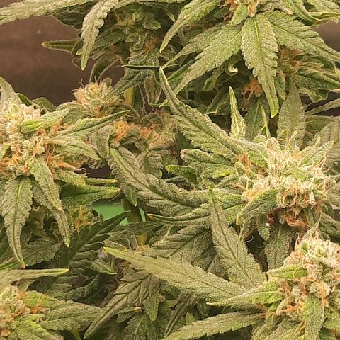 Watermelon Zkittlez growlog timeline photo