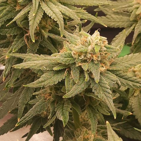 Watermelon Zkittlez growlog timeline photo