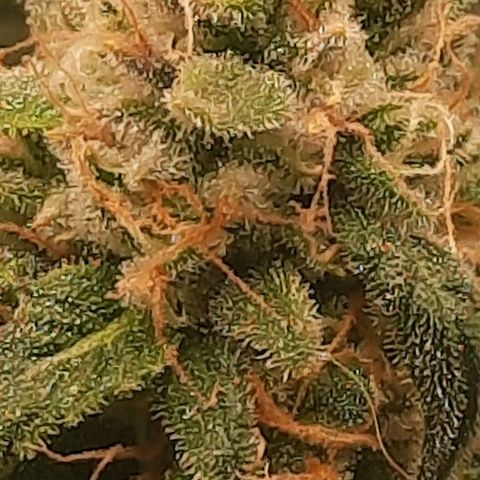 Watermelon Zkittlez growlog timeline photo