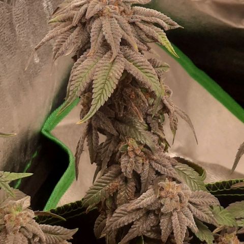 Kool Aid growlog timeline photo