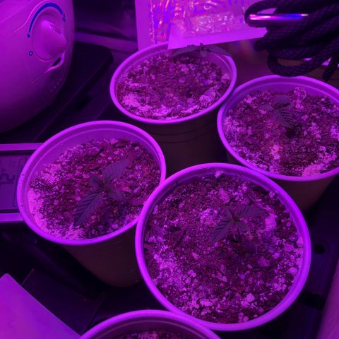 Banana Cake🍌🎂 growlog timeline photo