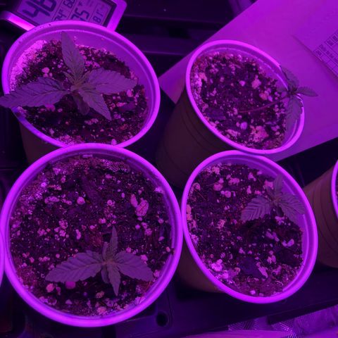 Banana Cake🍌🎂 growlog photo: under 24hr of light i am planning in chamging to 18/6 tommarow

I also have not been ph ing the water but i plan to start tommarow