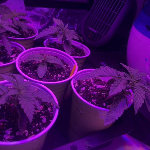 Banana Cake🍌🎂 growlog timeline photo