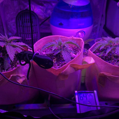 Banana Cake🍌🎂 growlog timeline photo