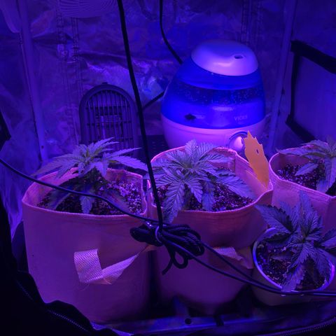Banana Cake🍌🎂 growlog timeline photo