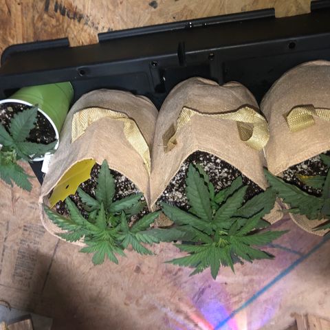 Banana Cake🍌🎂 growlog timeline photo