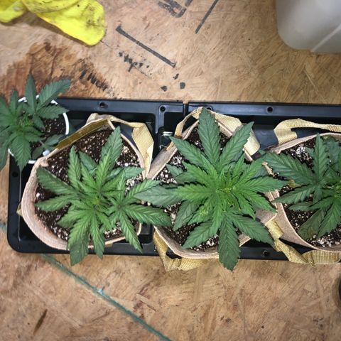 Banana Cake🍌🎂 growlog timeline photo