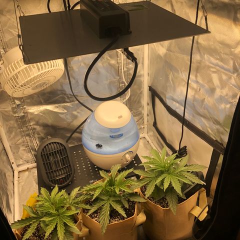 Banana Cake🍌🎂 growlog photo: no actions today ..
