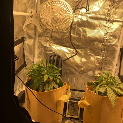 Banana Cake🍌🎂 growlog timeline photo