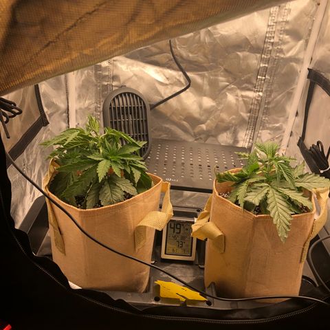Banana Cake🍌🎂 growlog timeline photo