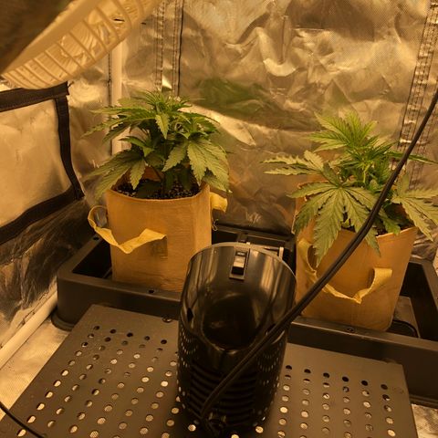 Banana Cake🍌🎂 growlog timeline photo