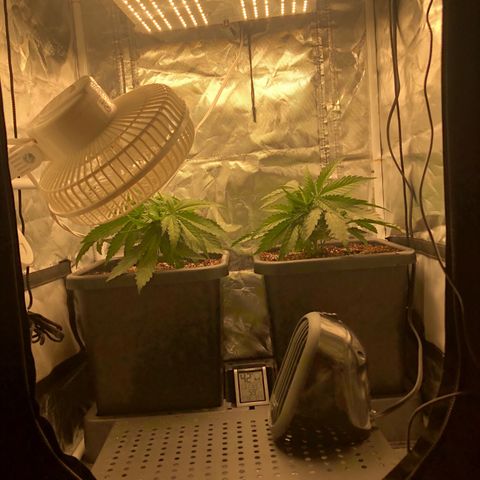 Banana Cake🍌🎂 growlog timeline photo