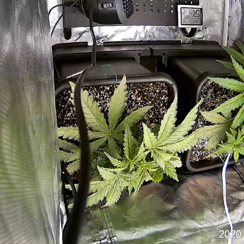Banana Cake🍌🎂 growlog timeline photo