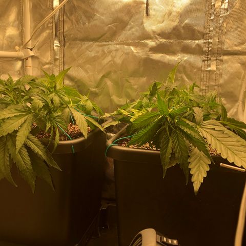 Banana Cake🍌🎂 growlog timeline photo