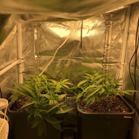 Banana Cake🍌🎂 growlog timeline photo