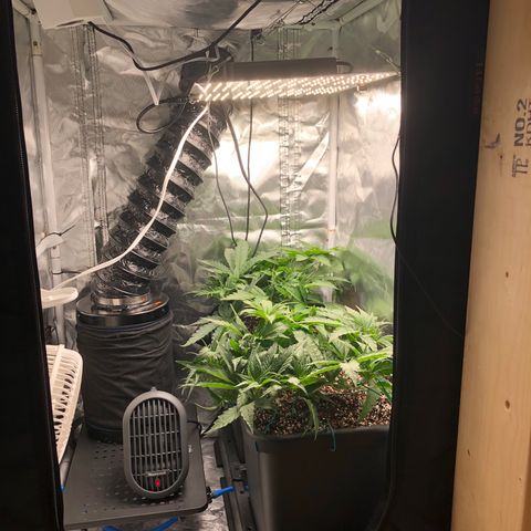 Banana Cake🍌🎂 growlog timeline photo