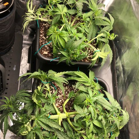 Banana Cake🍌🎂 growlog timeline photo