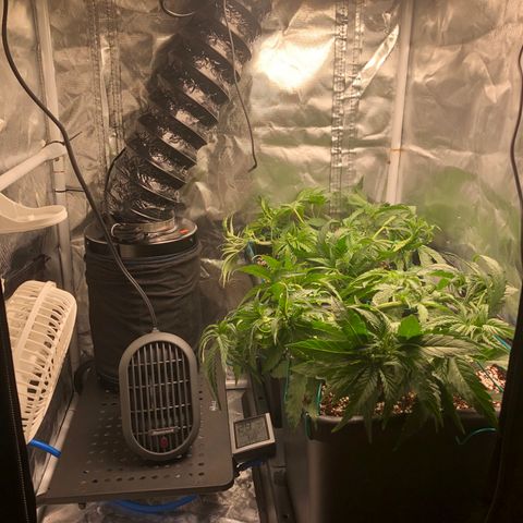 Banana Cake🍌🎂 growlog timeline photo