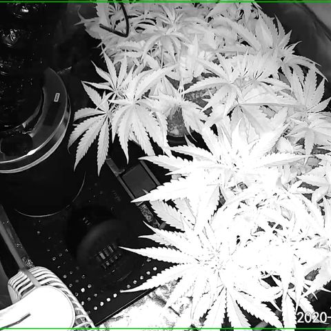 Banana Cake🍌🎂 growlog photo: i upped the nutes and switched to 12/12