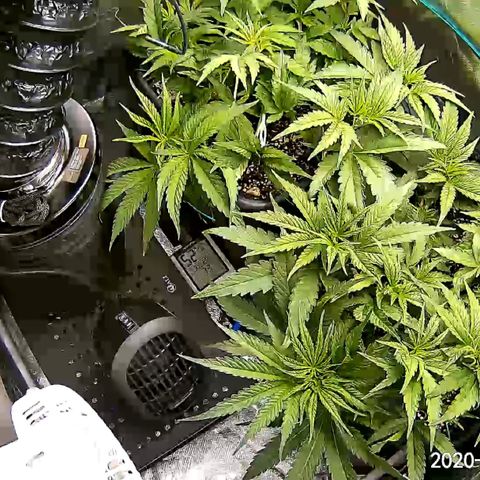 Banana Cake🍌🎂 growlog photo: i upped the nutes and switched to 12/12